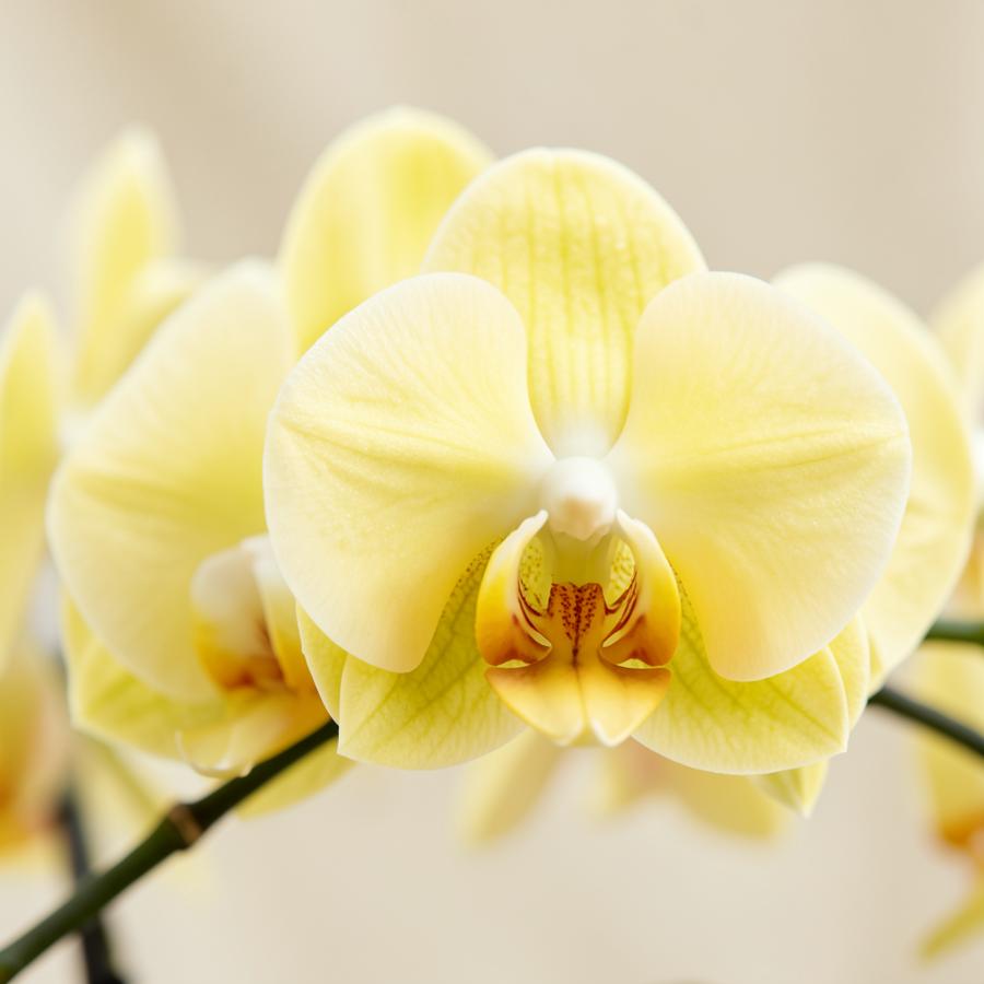 Clara Soléa kollekció – Sárga orchidea virágok közelről